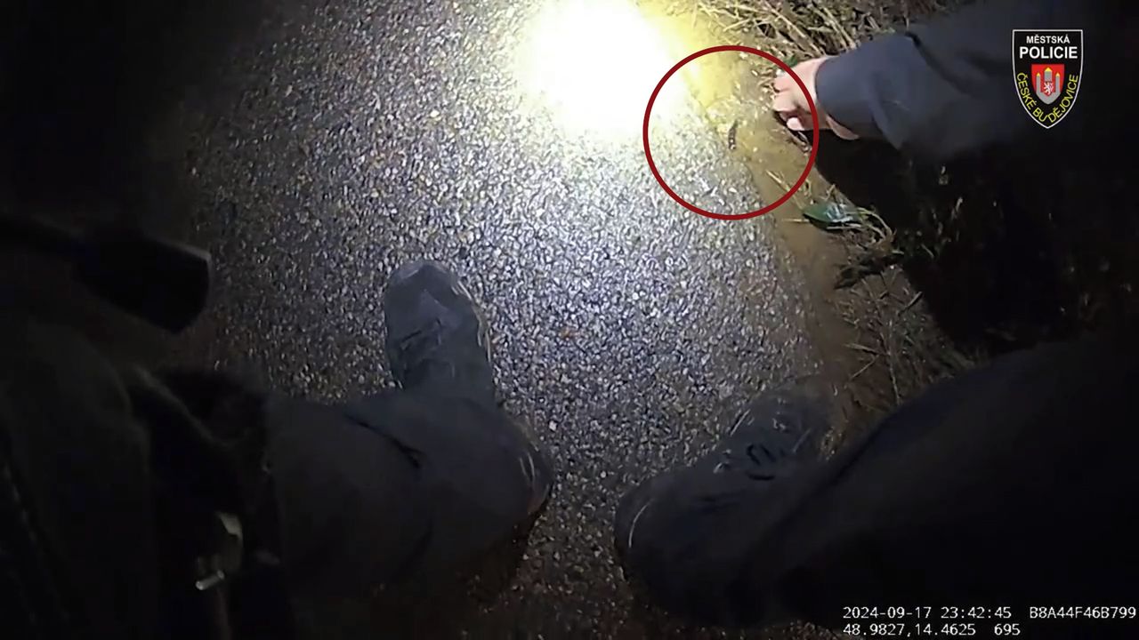 Na břehu Vltavy uvázly stovky malých rybek, zpátky do vody je házeli strážníci